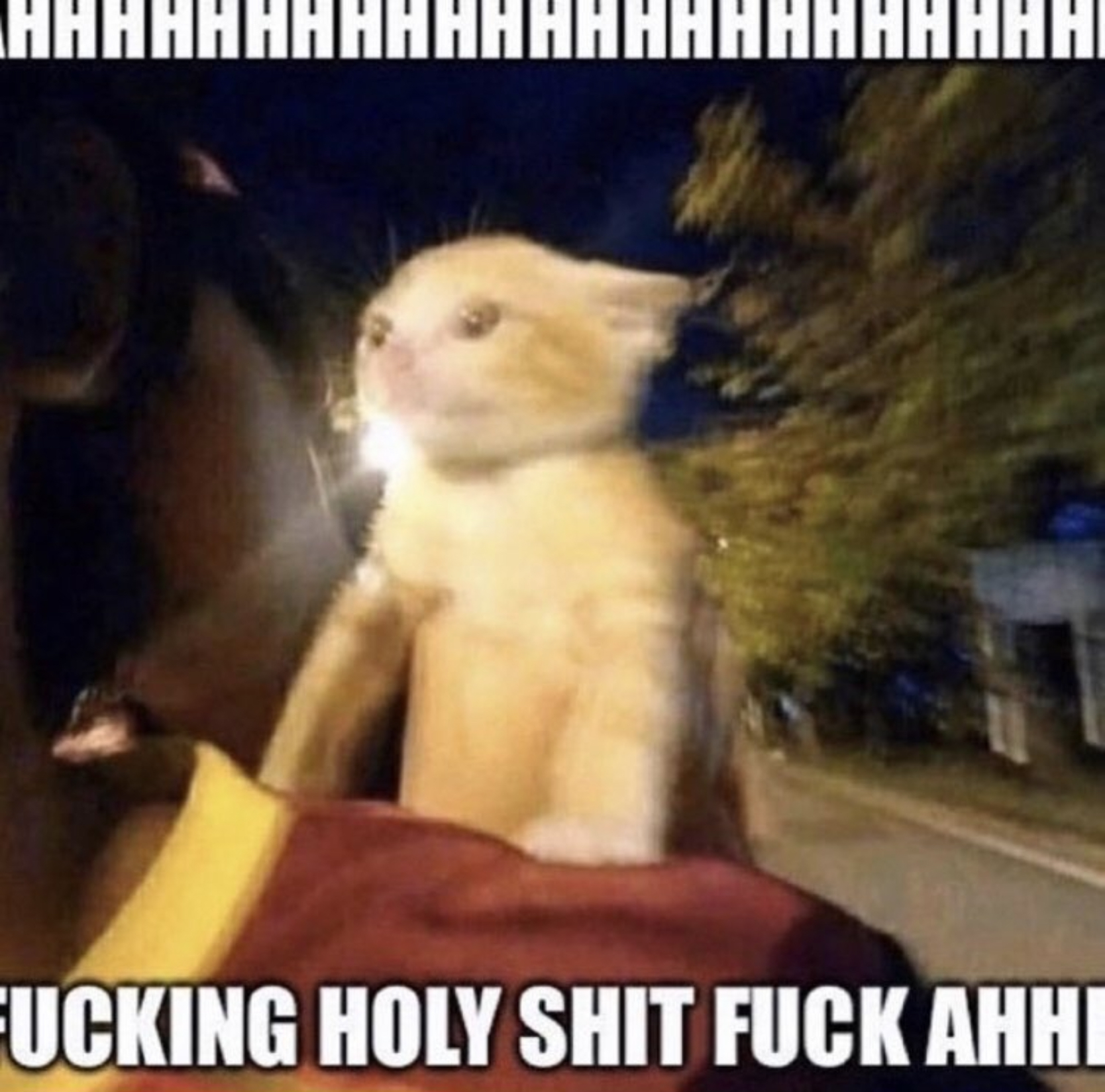 a picture a kitten on someone's shoulder at high speeds with the caption 'AHHHH HOLY SHIT FUCK AHHH'